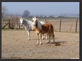 paddock_stall_ohretal-16