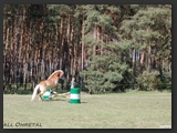 reitplatz_stall_ohretal-14
